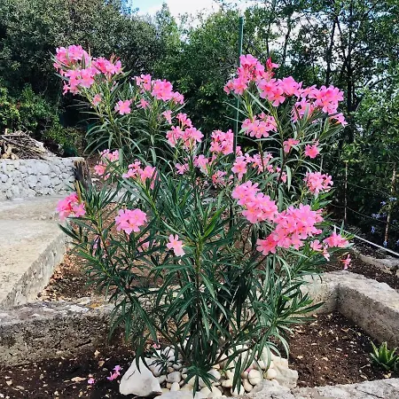 Lux Apartman Korcula Town